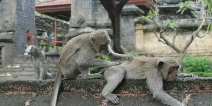 via Bali Terkini