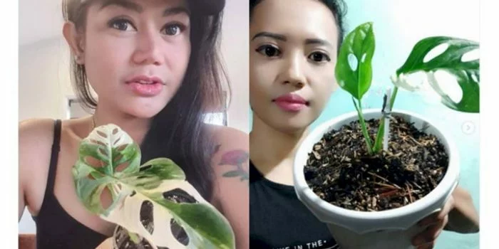 Janda bolong, tanaman hias yang lagi naik daun karena memiliki harga yang cukup fantastis./SC IG @priscilla.dowling dan@firohfloravarigata
