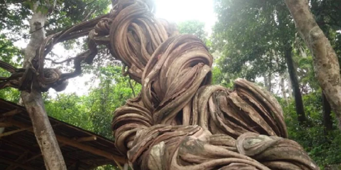 Pohon Raga Sakti Penjaga Situs Kramat Cimandung Cirebon (Istimewa)