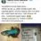 64694 ikan cupang mati dikafani pemiliknya