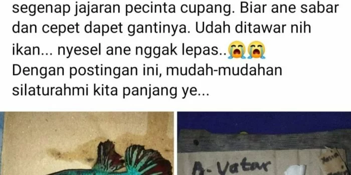 64694 ikan cupang mati dikafani pemiliknya