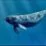 Amazing pictures animals Photos Zoo pics nature beautiful rare narwhal narwhale Monodon monoceros sea whale 27