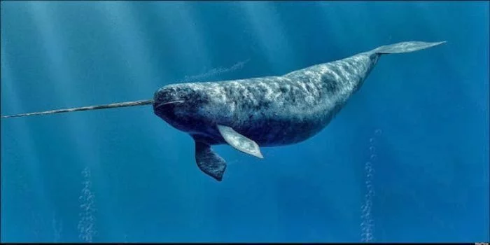 Amazing pictures animals Photos Zoo pics nature beautiful rare narwhal narwhale Monodon monoceros sea whale 27