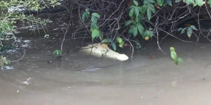 buaya putih
