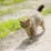 cat sense of direction how cats always find their way home