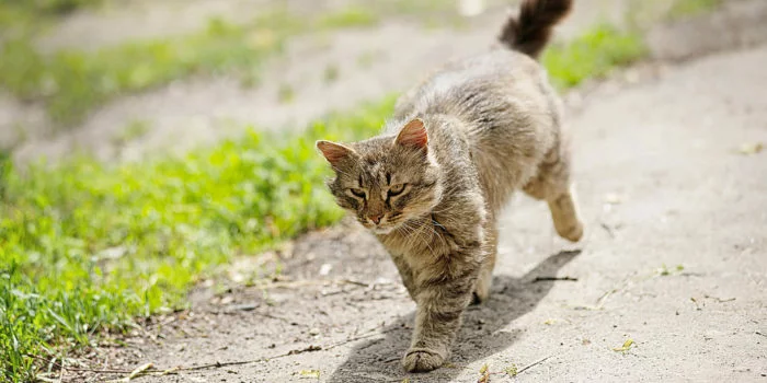 cat sense of direction how cats always find their way home