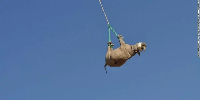 210312125724 04 rhino airlift namibia exlarge 169