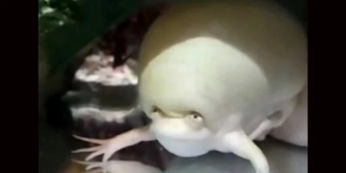 berita perikanan beredar video katak mirip tuyul air 512x351 7e3IXw