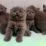 berita peternakan kucing scottish 512x351 xzdGKr