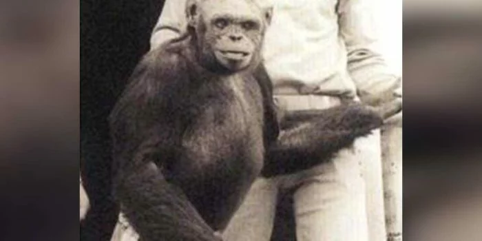 extra large 1614700892 oliver the chimpanzee