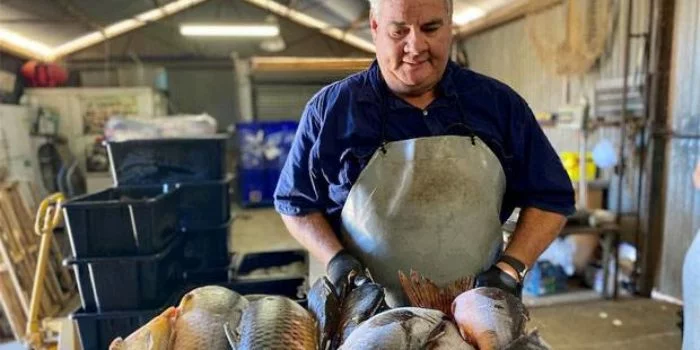 ikan mas menu favorit di indonesia tapi di australia jadi hama membahayakan bzm