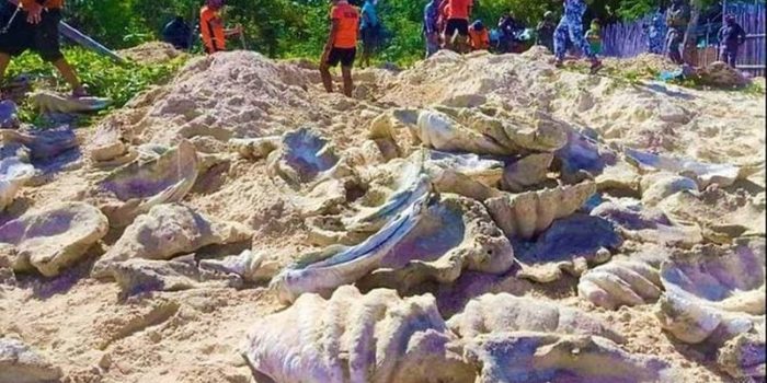 kerang raksasa senilai rp47 miliar disita marinir beratnya 80 ton OO5fP3togW