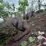 reu gajah mati