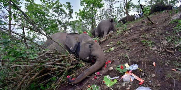 reu gajah mati
