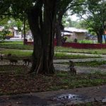Monyet Banjar Bulak Jatibarang