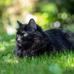 cat 6315275 640
