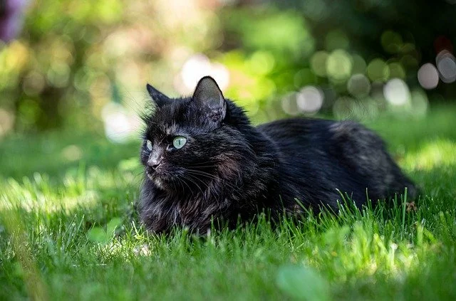 cat 6315275 640