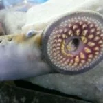 Photo courtesy of the Great Lakes Fishery Commissi