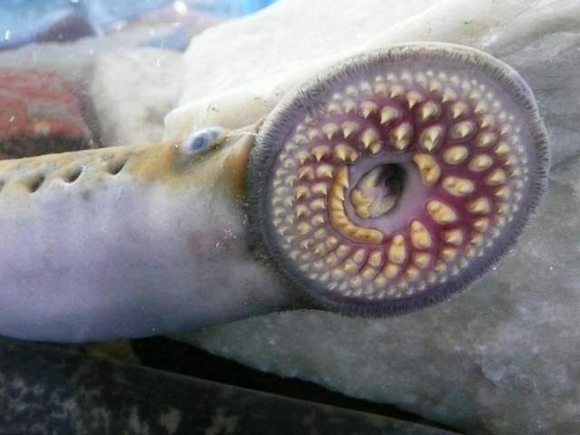 Photo courtesy of the Great Lakes Fishery Commissi