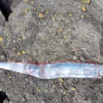 fish 50