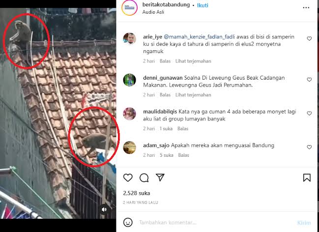 Viral penampakan monyet di kota Bandung disebut tanda bencana, /Mapay Bandung/Instagram @beritakotabandung