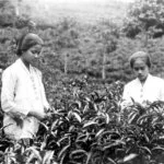 COLLECTIE TROPENMUSEUM Soendanese theepluksters TMnr 10011963