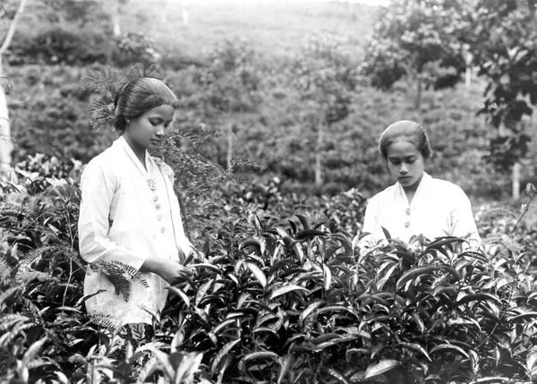 COLLECTIE TROPENMUSEUM Soendanese theepluksters TMnr 10011963
