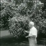 Dokter David Fairchild, pertama kali membawa antidesma ke Florida pada tahun 1900-an dari salah satu ekspedisi